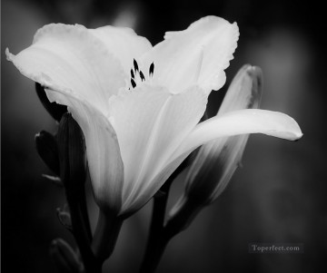 En blanco y negro Painting - xsh506 flores en blanco y negro